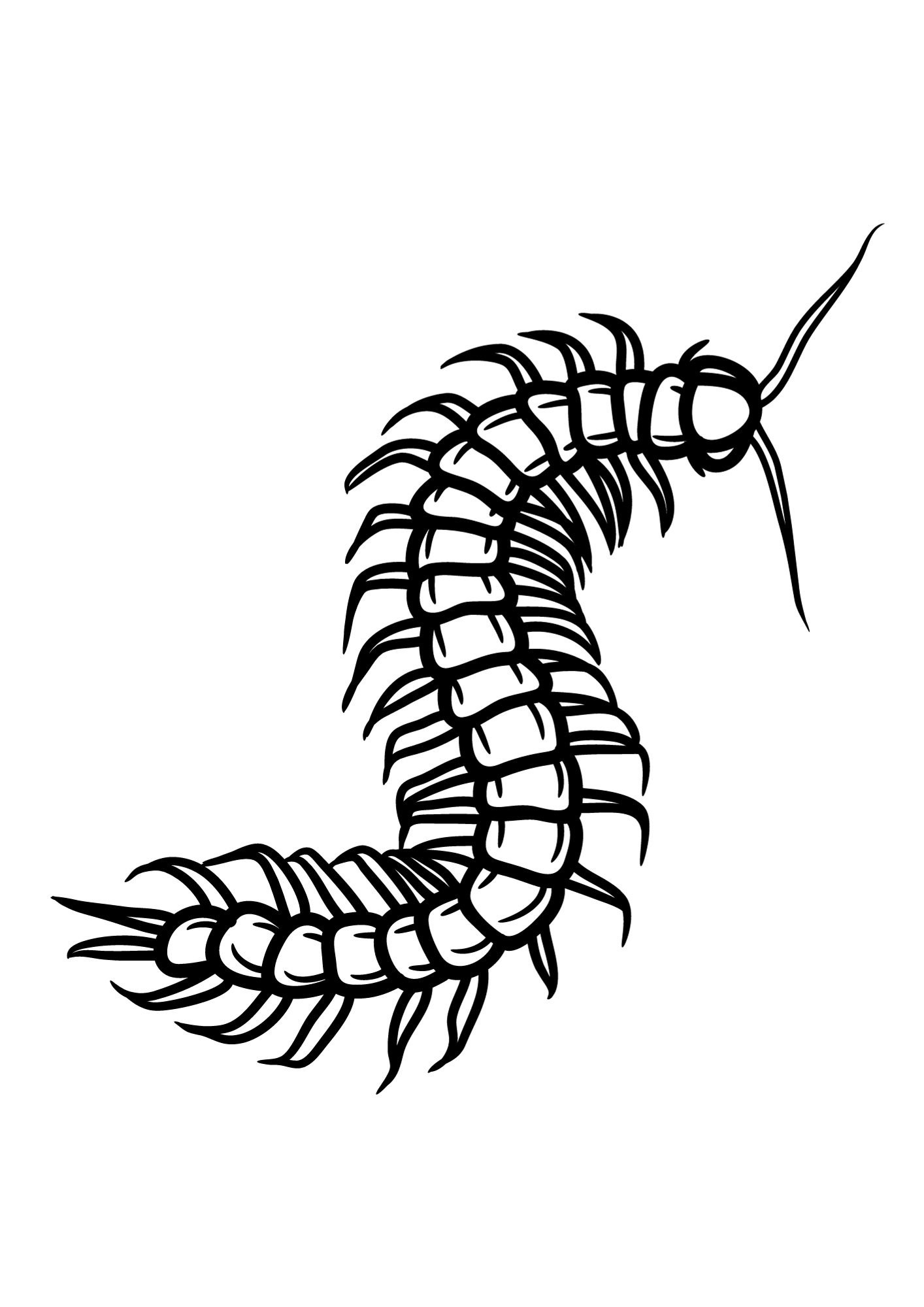 Centipede Drawing Coloring Page