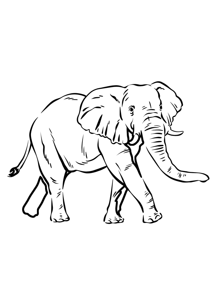Elephant Image For Kids Coloring Page
