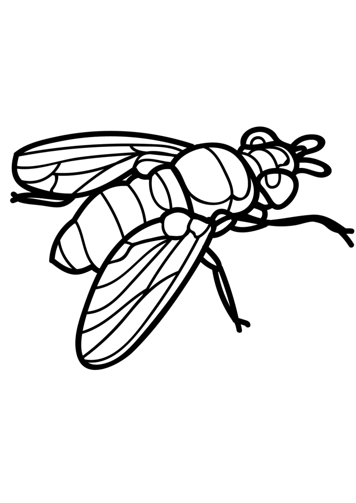 Fly Outline Art Coloring Pages