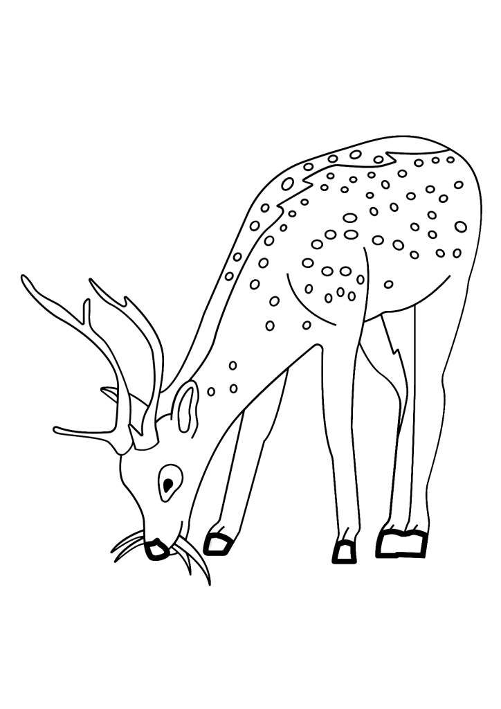 Deer Animal Coloring Page