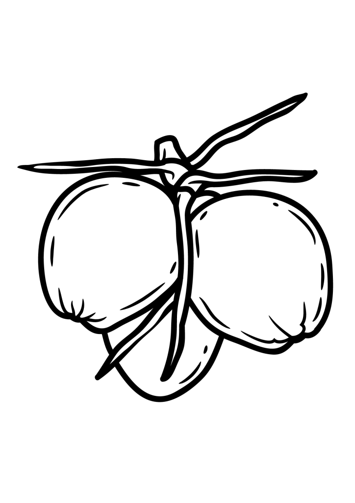 Coconut Picture For Children Coloring Page