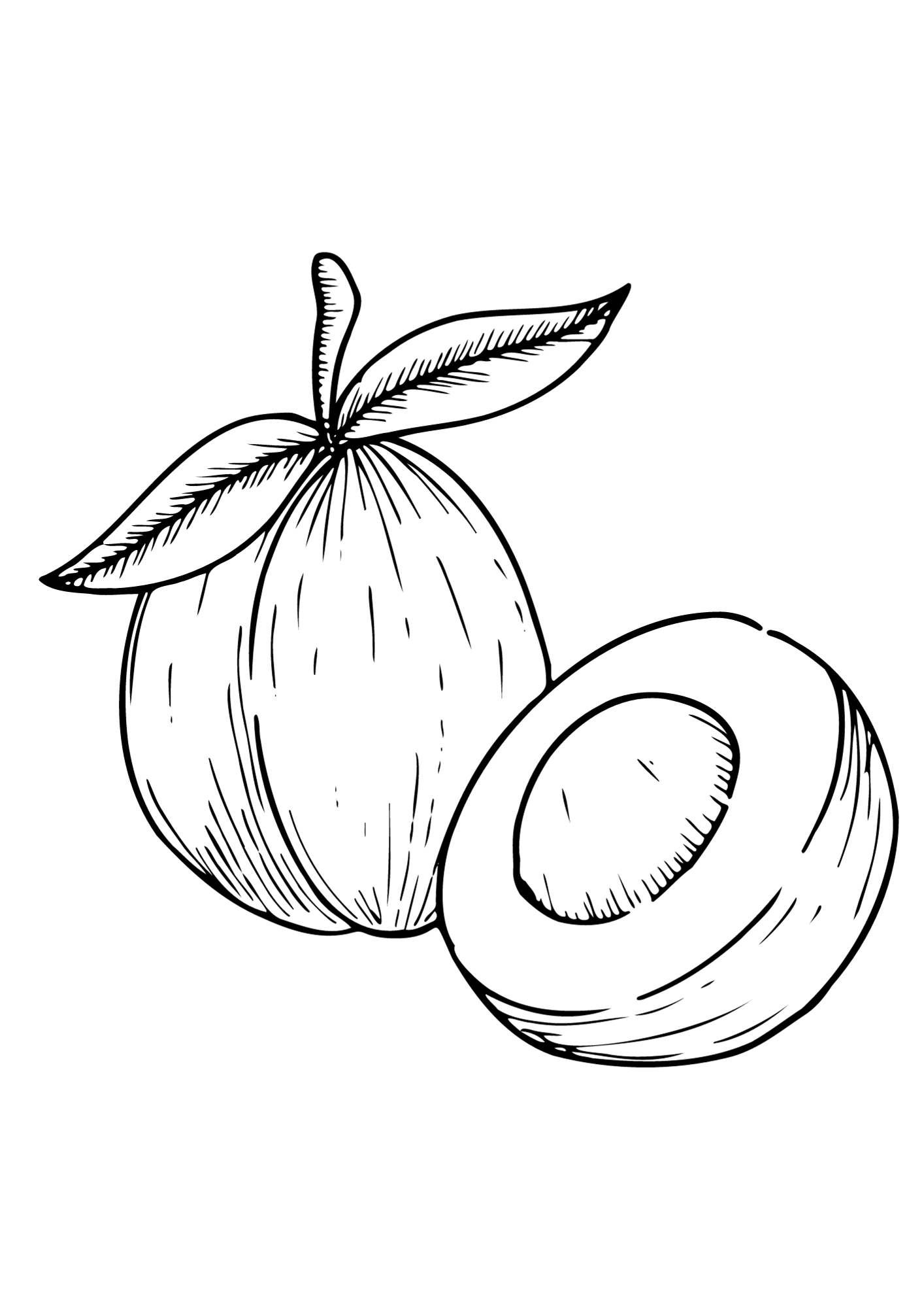 Apricot Pen Drawing Coloring Page
