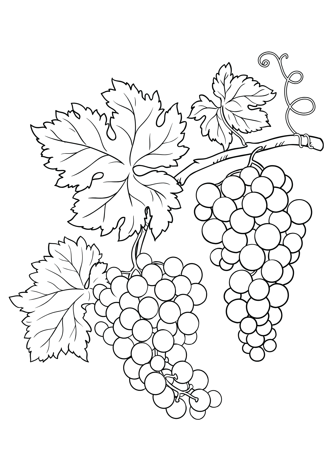 Grapes Printable For Children Coloring Pages